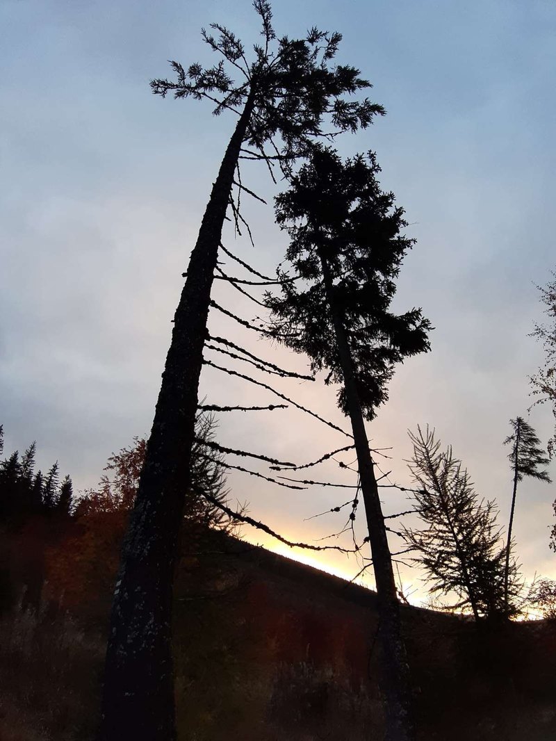 Poistenie: Stret so zverou