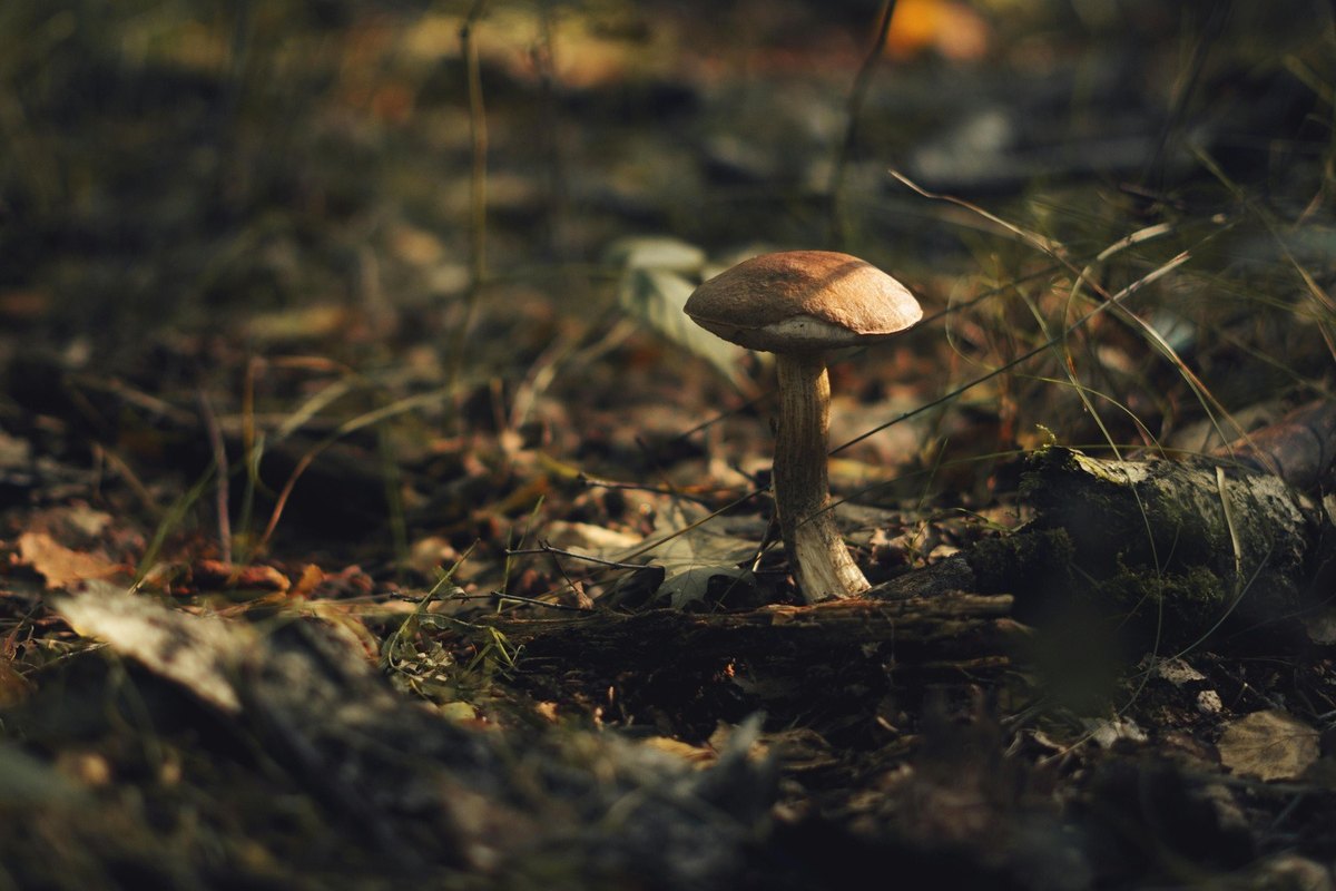 Bezpečnost domácí sítě – šifrování a hesla