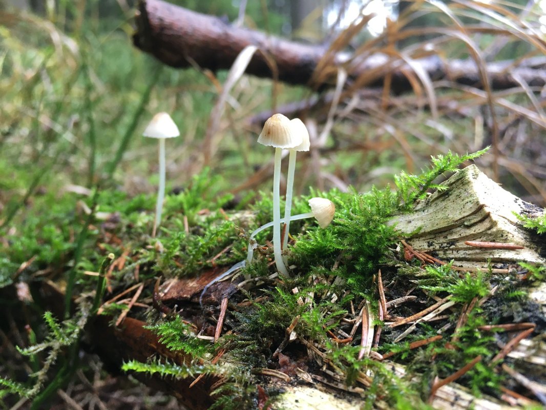 Krupobitie