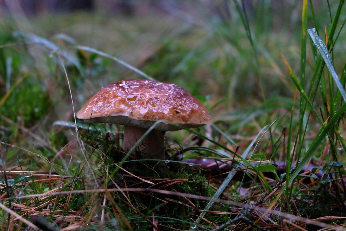 Fermentované potraviny